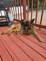Blue, a male German Shepherd Dog for sale in Forest City, NC – Photo 9 of 9