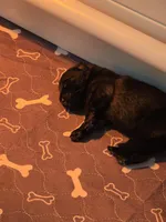 Blue, a male German Shepherd Dog for sale in Forest City, NC – Photo 7 of 9