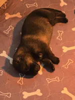 Blue, a male German Shepherd Dog for sale in Forest City, NC – Photo 8 of 9