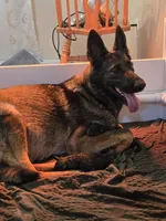 Blue, a male German Shepherd Dog for sale in Forest City, NC – Photo 4 of 9