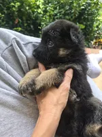 Roxy, a female German Shepherd Dog for sale in Forest City, NC – 2 of 10