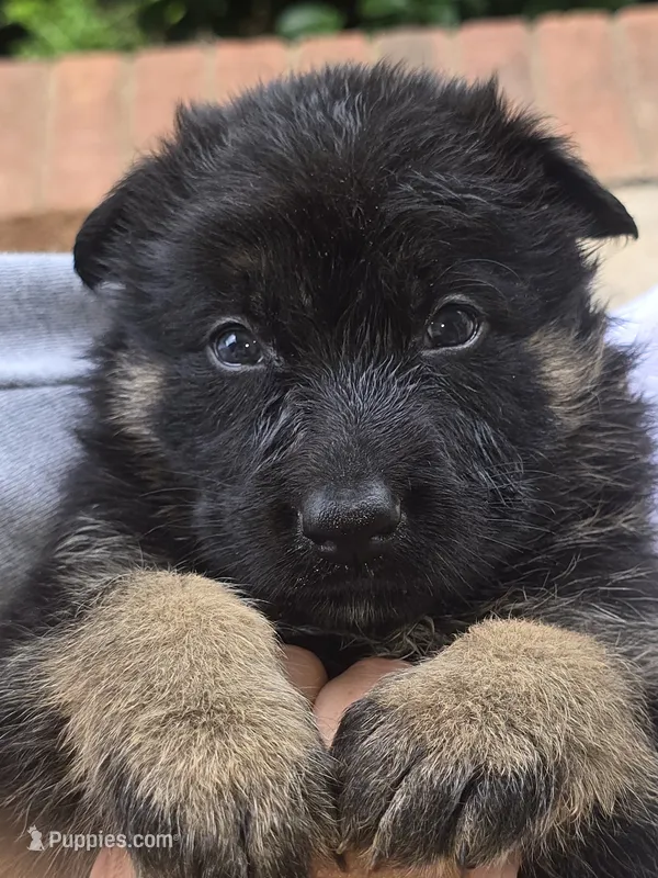Zeus – German Shepherd Dog puppy for sale in Forest City, NC