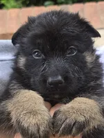 Roxy, a female German Shepherd Dog for sale in Forest City, NC – 1 of 10