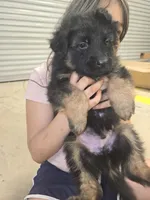 Nala, a female German Shepherd Dog for sale in Forest City, NC – 9 of 10