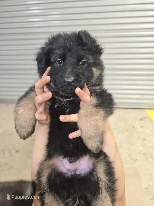 Nala – German Shepherd Dog puppy for sale in Forest City, NC