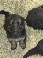Nala, a female German Shepherd Dog for sale in Forest City, NC – Photo 7 of 9
