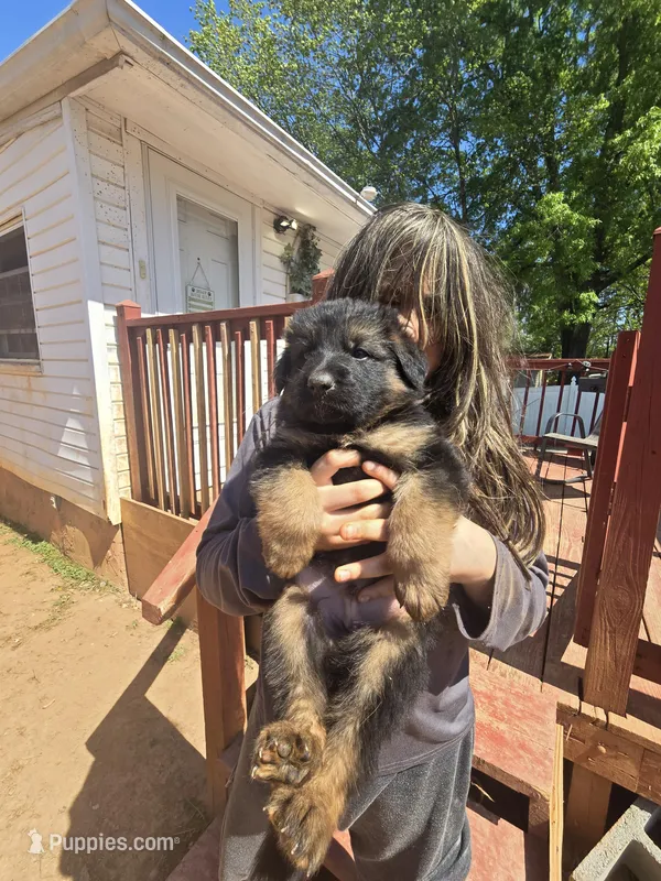 Nala, a female German Shepherd Dog for sale in Forest City, NC – Photo 1 of 9