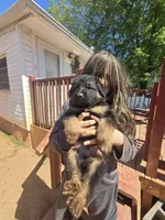 Nala, a female German Shepherd Dog for sale in Forest City, NC – Photo 1 of 9