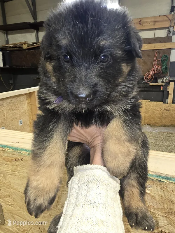 Nala – German Shepherd Dog puppy for sale in Forest City, NC