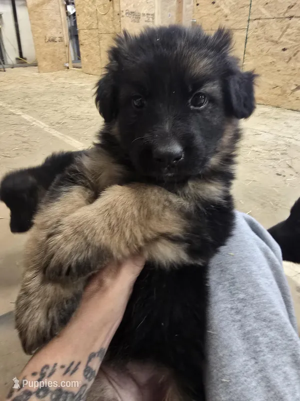 Nala – German Shepherd Dog puppy for sale in Forest City, NC