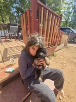 Nala, a female German Shepherd Dog for sale in Forest City, NC – Photo 9 of 9