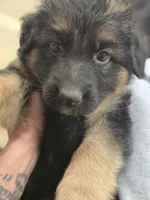 Nala, a female German Shepherd Dog for sale in Forest City, NC – 4 of 10