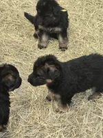 Nala, a female German Shepherd Dog for sale in Forest City, NC – Photo 8 of 9