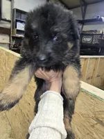 Nala, a female German Shepherd Dog for sale in Forest City, NC – Photo 3 of 9