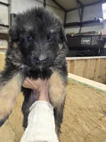 Nala, a female German Shepherd Dog for sale in Forest City, NC – Photo 4 of 9