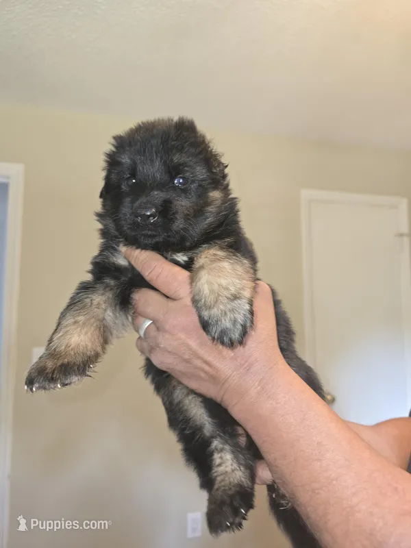 Nala – German Shepherd Dog puppy for sale in Forest City, NC