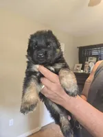 Nala, a female German Shepherd Dog for sale in Forest City, NC – Photo 2 of 2