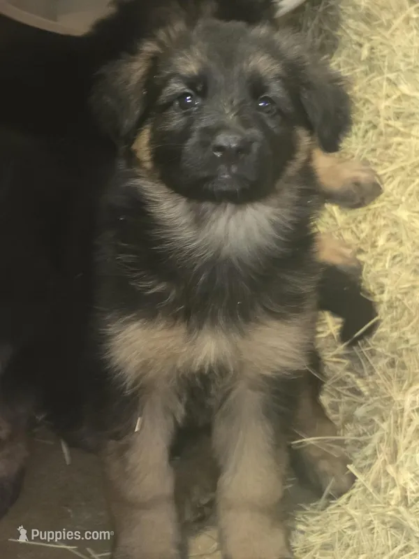 Nala – German Shepherd Dog puppy for sale in Forest City, NC
