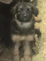 Nala, a female German Shepherd Dog for sale in Forest City, NC – 1 of 10