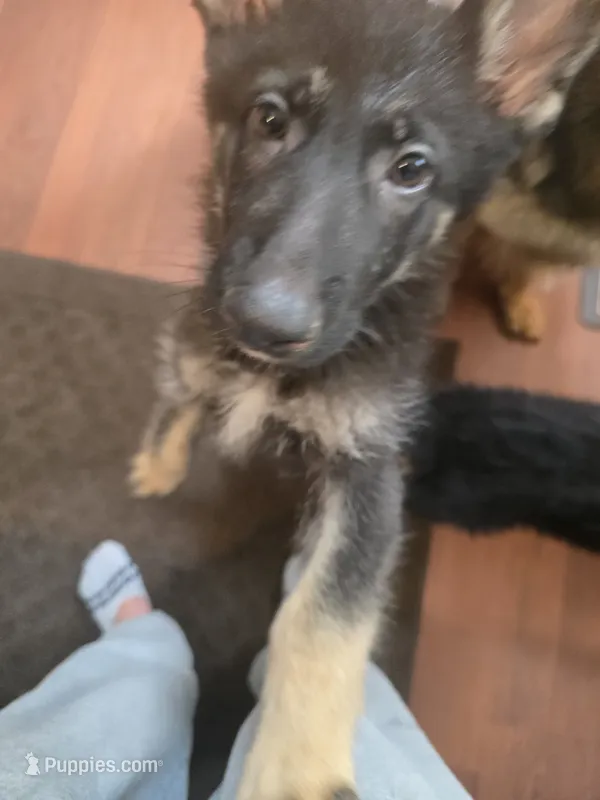 Sasha – German Shepherd Dog puppy for sale in Forest City, NC