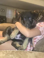 Tyson, a male German Shepherd Dog for sale in Forest City, NC – 4 of 6