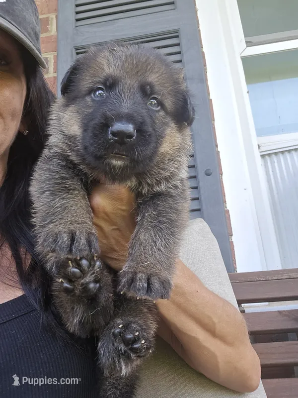 Apollo – German Shepherd Dog puppy for sale in Forest City, NC