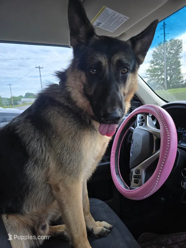 Diesel  – German Shepherd Dog puppy for sale in Forest City, NC