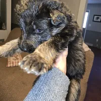 Sasha, a female German Shepherd Dog for sale in Forest City, NC – Photo 6 of 10