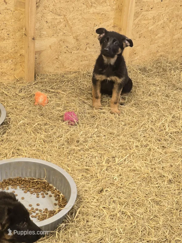 Sasha – German Shepherd Dog puppy for sale in Forest City, NC
