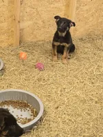 Sasha, a female German Shepherd Dog for sale in Forest City, NC – Photo 3 of 10