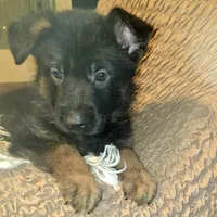 Sasha, a female German Shepherd Dog for sale in Forest City, NC – Photo 3 of 10