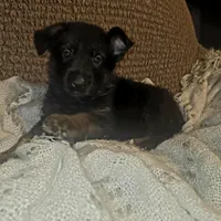 Sasha, a female German Shepherd Dog for sale in Forest City, NC – Photo 4 of 10