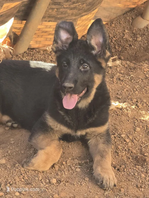 Sasha – German Shepherd Dog puppy for sale in Forest City, NC