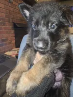 processed/f0004fd8-378b-475c-a59b-7782dc4b0b83/listing/ae0687d0-6448-451e-a65f-7ddbb7115de7/886ad1ea-c3e2-4ae3-9ef9-c454c504e7e7