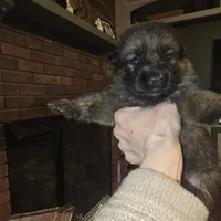 Sasha, a female German Shepherd Dog for sale in Forest City, NC – Photo 8 of 10