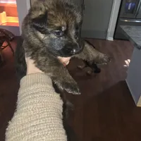 Sasha, a female German Shepherd Dog for sale in Forest City, NC – Photo 10 of 10