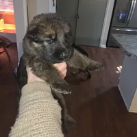 Sasha, a female German Shepherd Dog for sale in Forest City, NC – Photo 9 of 10