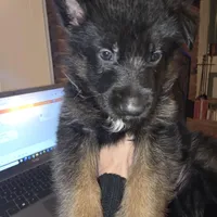 Sasha, a female German Shepherd Dog for sale in Forest City, NC – Photo 5 of 10