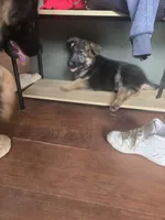 Thor, a male German Shepherd Dog for sale in Forest City, NC – 6 of 10