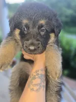 Tyson, a male German Shepherd Dog for sale in Forest City, NC – 5 of 6