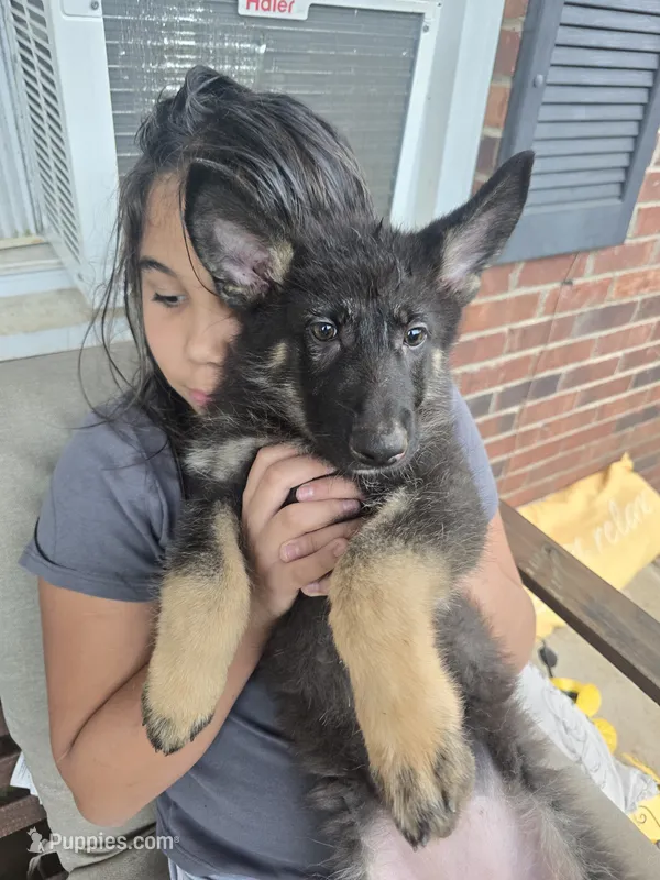 Sasha – German Shepherd Dog puppy for sale in Forest City, NC