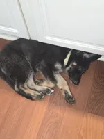 Indie, a female German Shepherd Dog for sale in Forest City, NC – 5 of 10