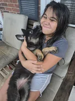 Indie, a female German Shepherd Dog for sale in Forest City, NC – 7 of 10