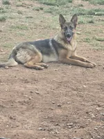 Carolina, a female German Shepherd Dog for sale in Forest City, NC – 3 of 3