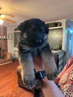 Mia , a female German Shepherd Dog for sale in Forest City, NC – 2 of 10