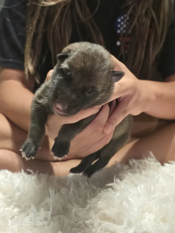 Zeus – German Shepherd Dog puppy for sale in Forest City, NC
