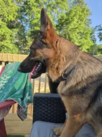 Carolina, a female German Shepherd Dog for sale in Forest City, NC – 2 of 3