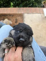 Roxy, a female German Shepherd Dog for sale in Forest City, NC – 6 of 10
