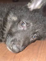 Kia, a female German Shepherd Dog for sale in Forest City, NC – 4 of 10