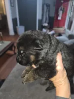 Roxy, a female German Shepherd Dog for sale in Forest City, NC – 9 of 10